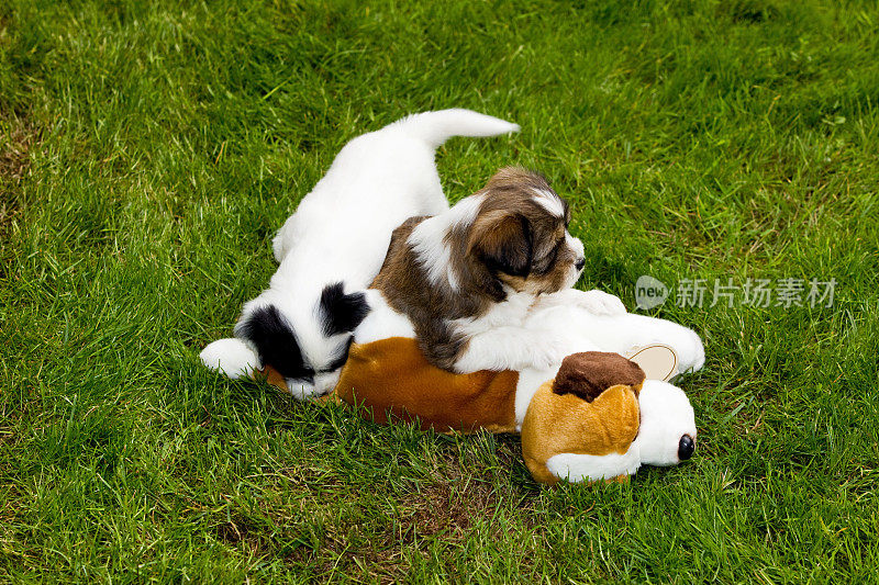 可爱的藏獒幼犬在草地上玩耍