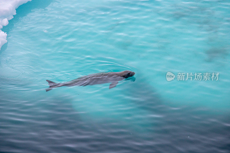 南极洲:海狗游泳