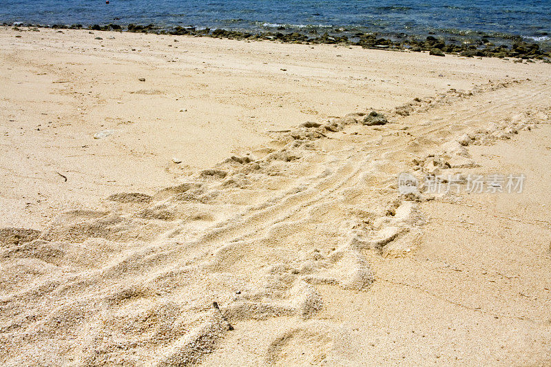 沙巴州沙滩上的海龟足迹
