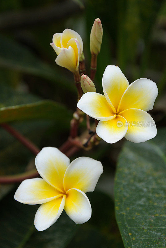 鸡蛋花