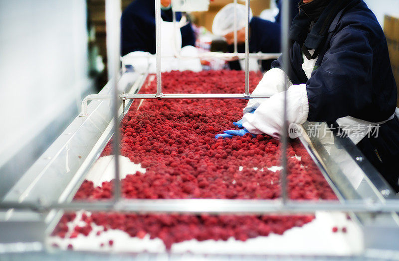 食品业用人工挑选树莓生产线