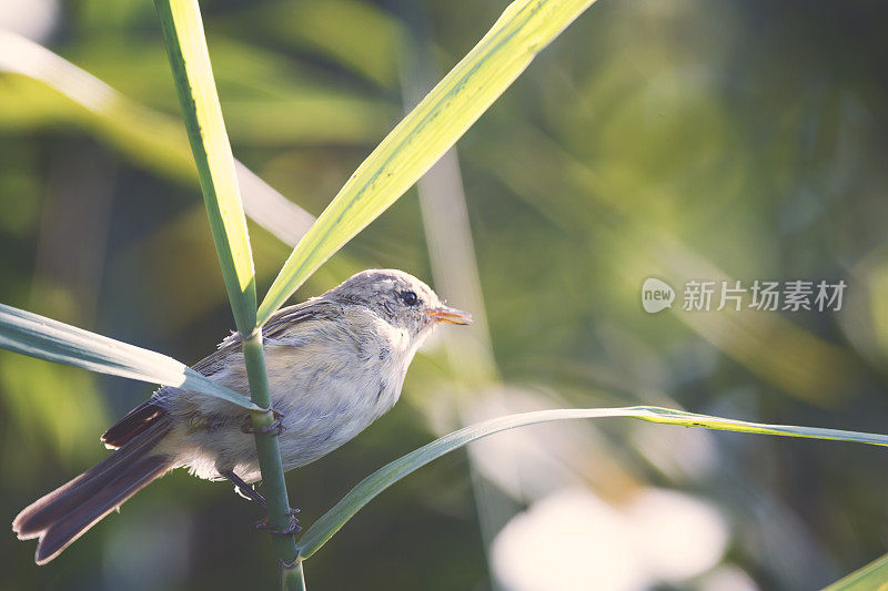 阳光明媚的日子，水边的小苇莺