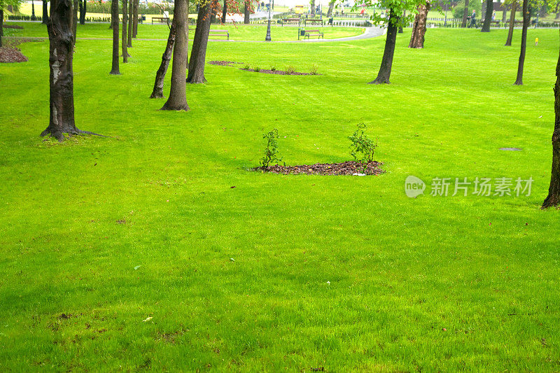 城市公园里的绿色草坪