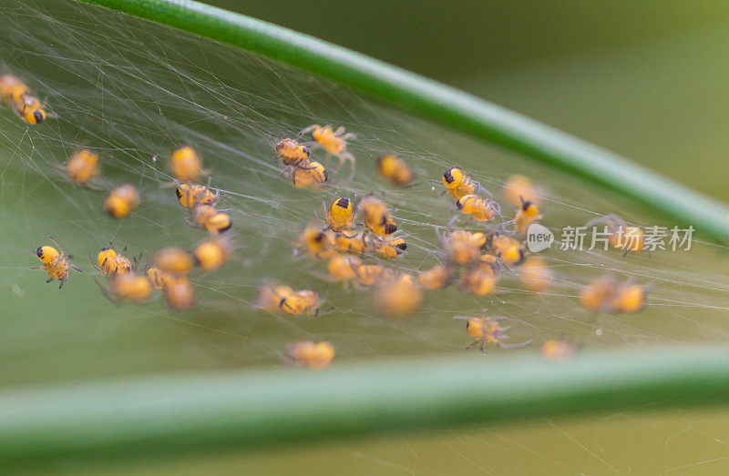 小蜘蛛在网在鹅肝野生动物拍摄