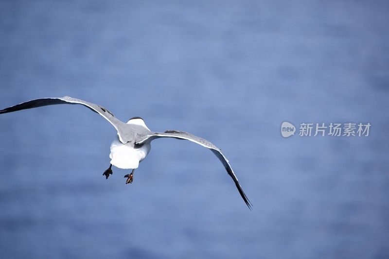 鸟从海上飞过