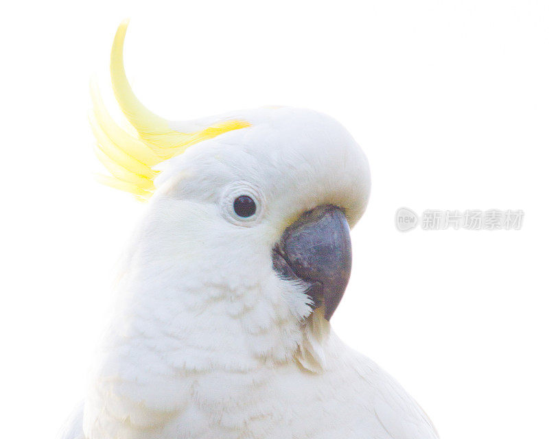 白色背景上的硫冠凤头鹦鹉