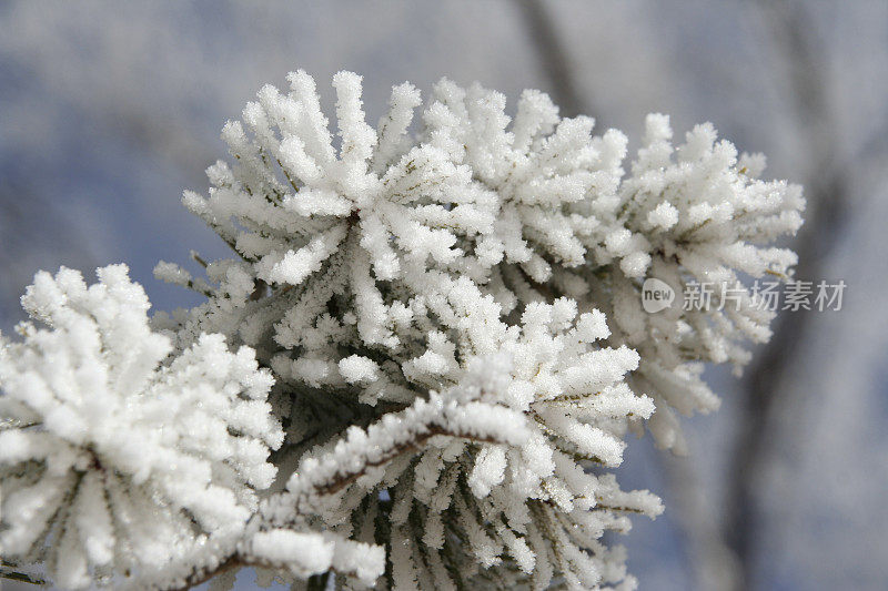 白雪覆盖的冷杉树