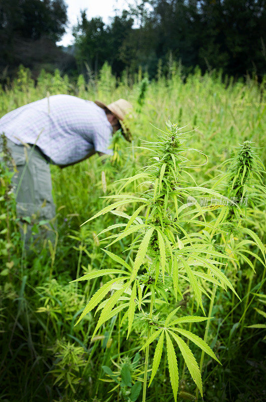 种植工业大麻的农田