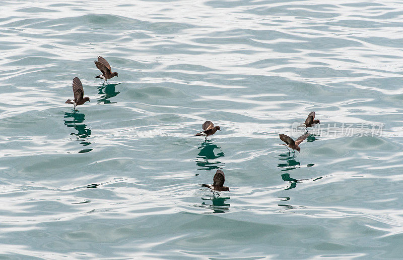 风暴海燕用它们的倒影在加拉帕戈斯群岛觅食