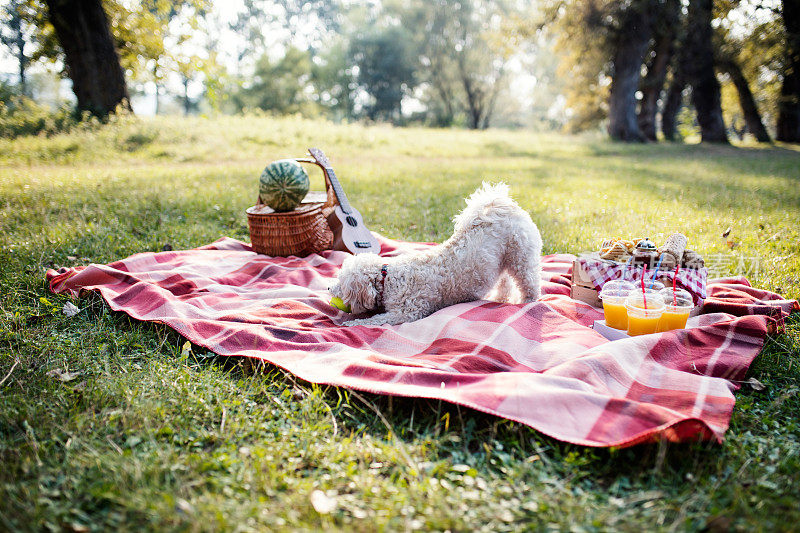 可爱的狗伸展在方格毯子上，野餐的概念。