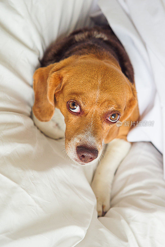 比格犬躺在床上