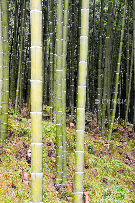 京都竹林