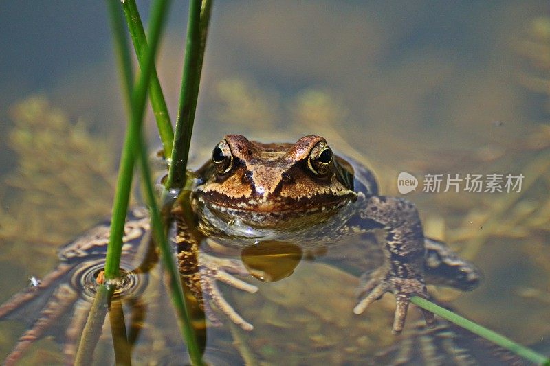 在池塘。常见的蛙类(林蛙)。