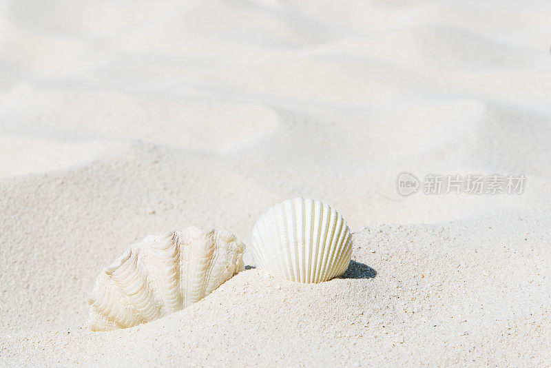 白色沙滩上的贝壳