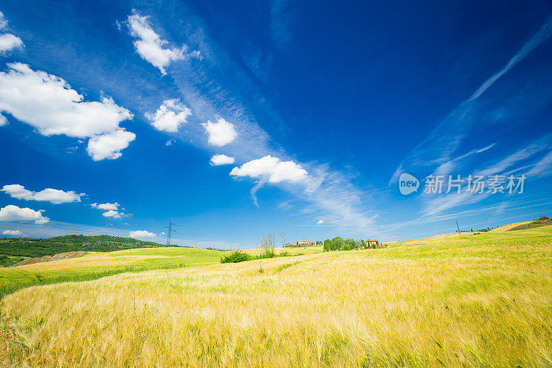 麦田。自然美。