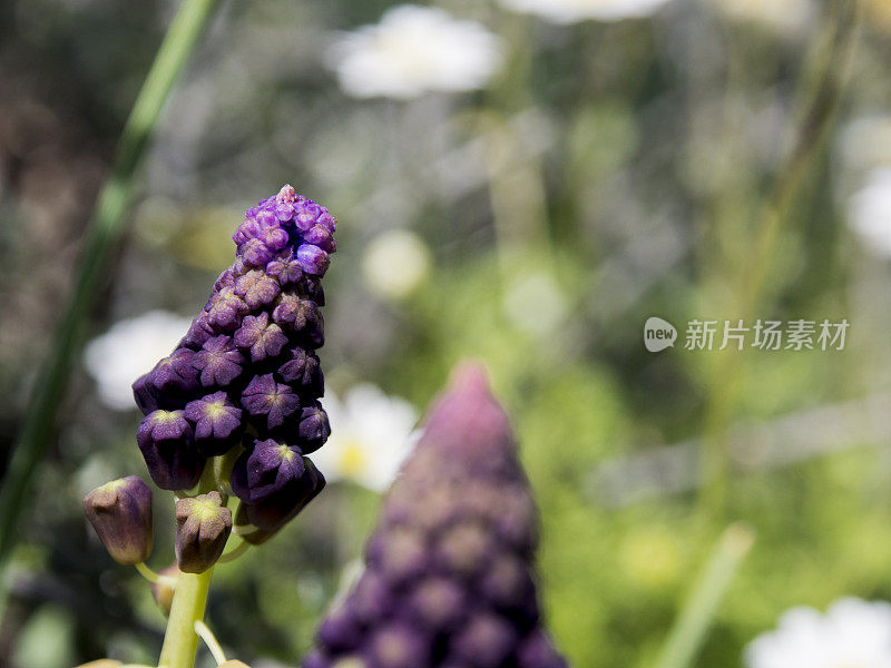 春天的花朵