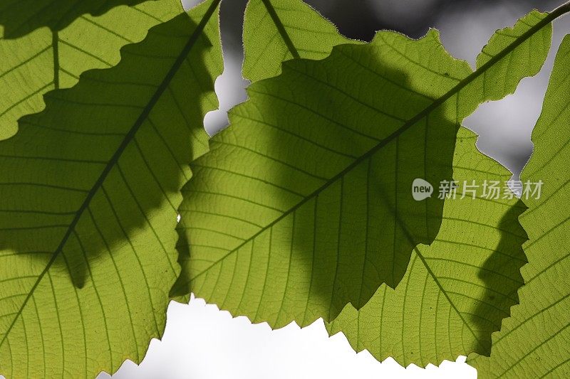 微距的齿状橡树叶在较低的叶子上投下阴影