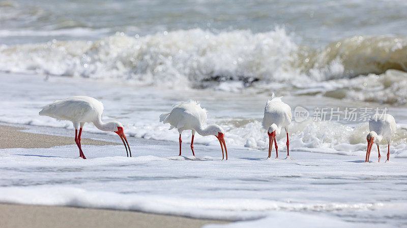 佛罗里达海岸上的四只白朱鹭