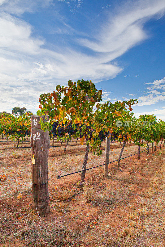 位于南澳大利亚阿德莱德附近巴罗萨山谷的老葡萄