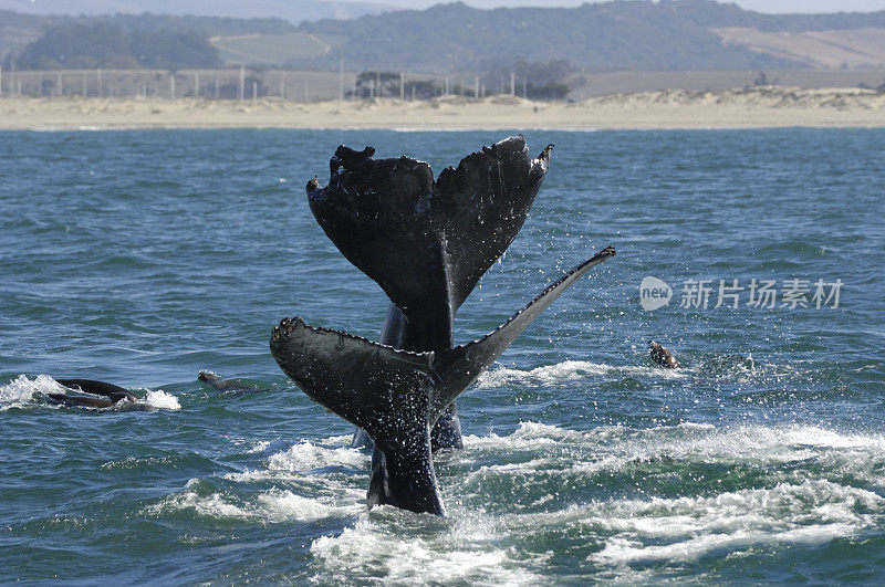 两只座头鲸的尾巴浮在海面上