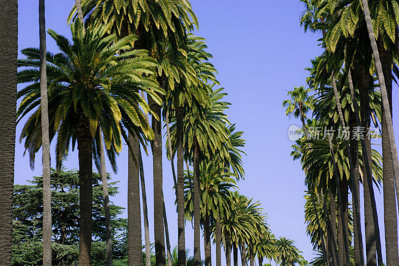 洛杉矶比弗利山的棕榈树