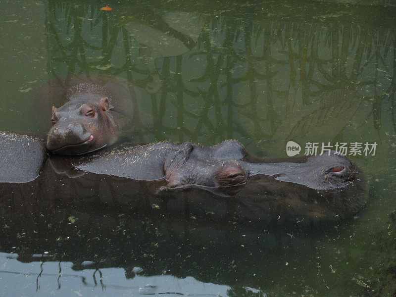 河马宝宝睡觉