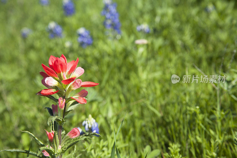 草地上满是印第安漆刷，矢车菊花。美国德克萨斯州。