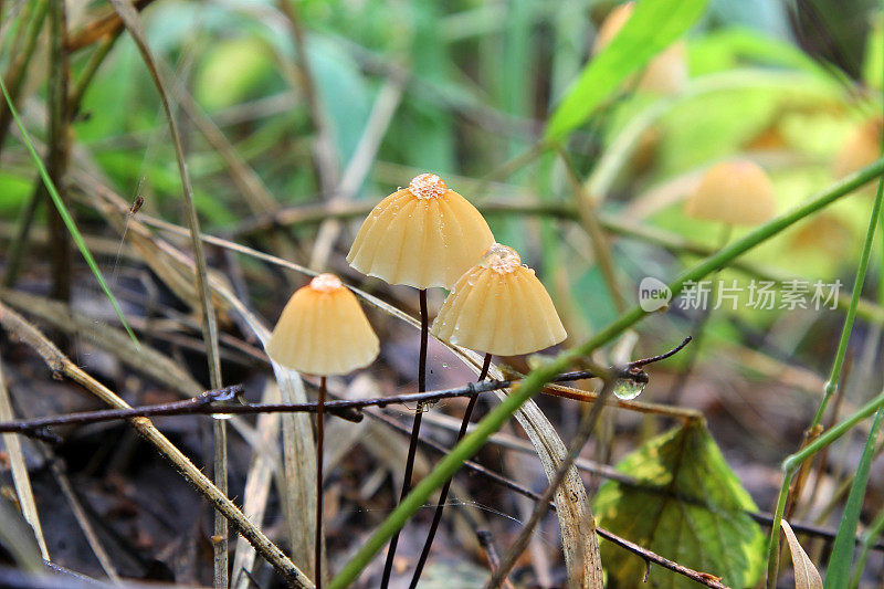 那些蘑菇(marasmiellus)