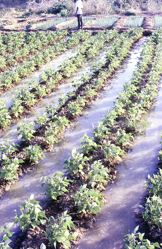 出口西非布基纳法索的法国大田灌溉青豆