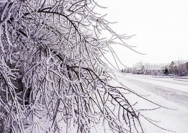 风景如画的暴风雪与树木和家园