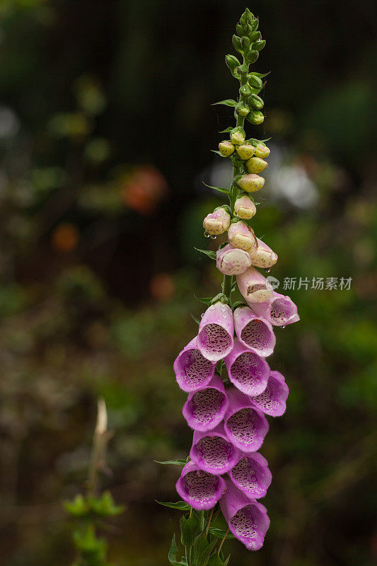 野生哥伦比亚紫菜