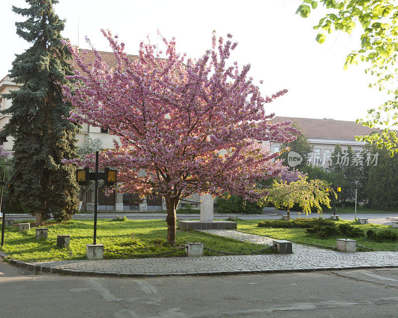 樱花在Uzhgorod,乌克兰