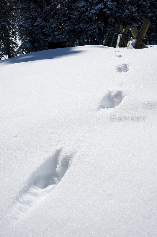 动物足迹-雪地里的兔子脚印