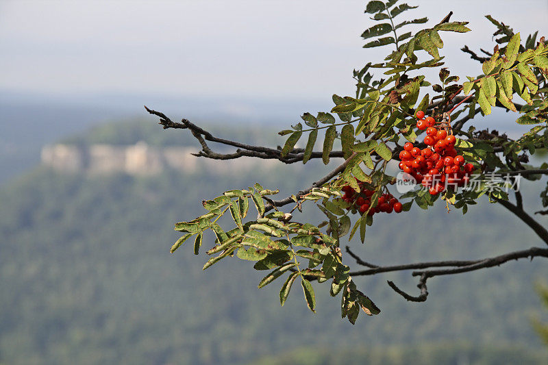 Rowanberry(果)