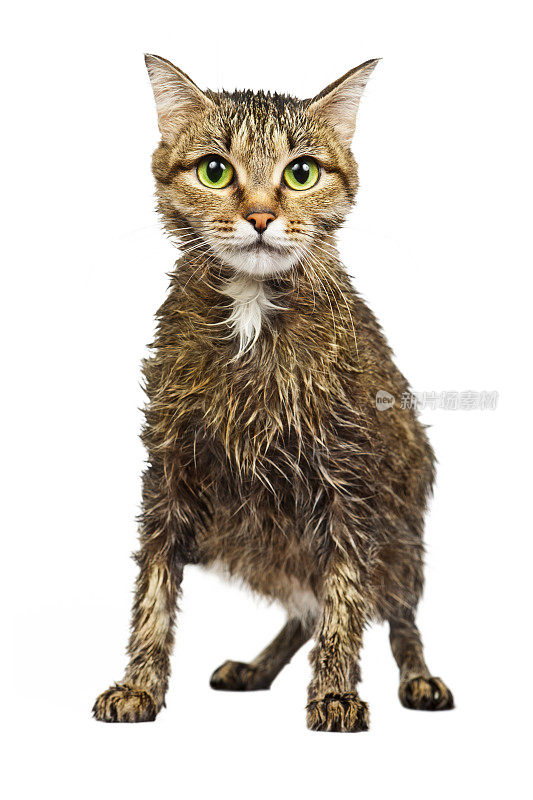 湿无家可归的猫