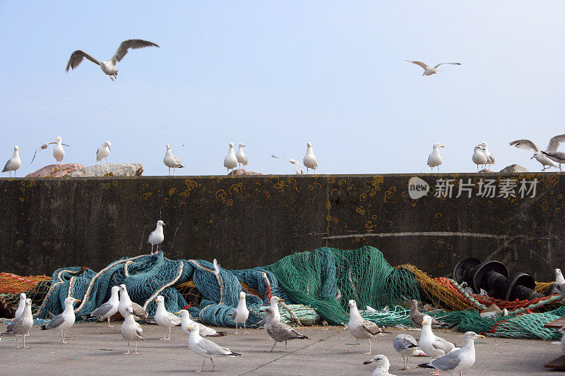 海鸥在港堤上