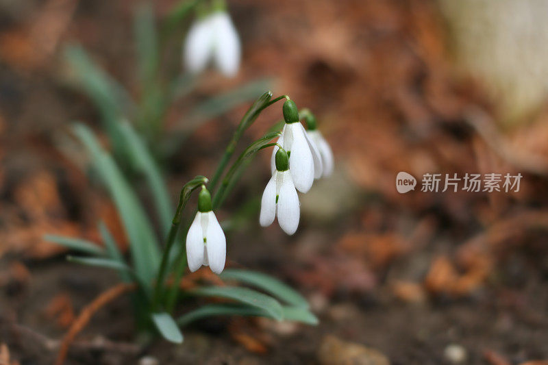 树林里的雪花莲