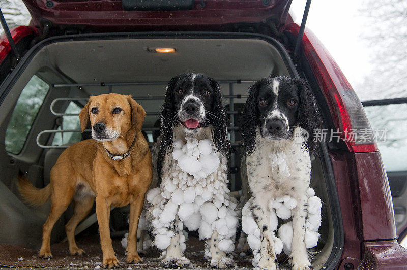 雪球和猎犬