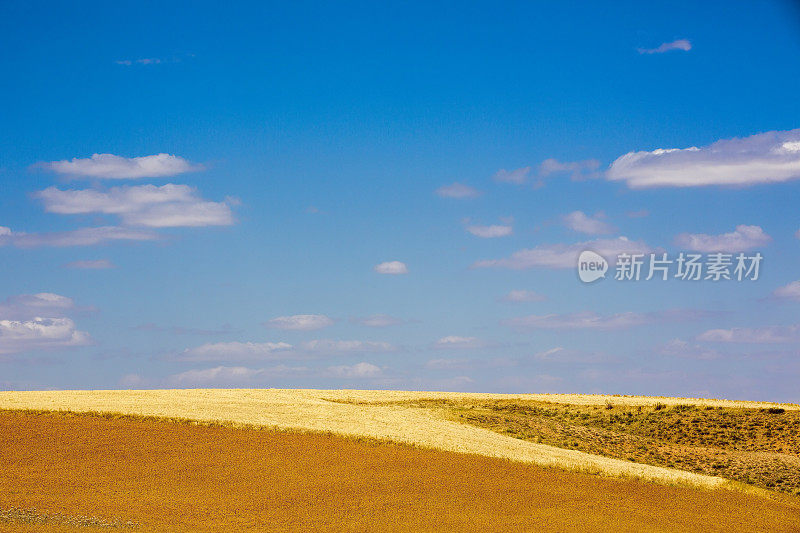 小麦植株