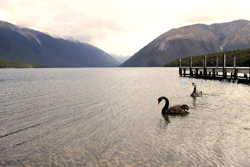 黑天鹅，纳尔逊湖国家公园，新西兰
