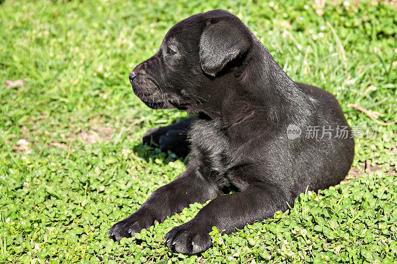 拉布拉多寻回犬(简称Labrador，简称Lab)