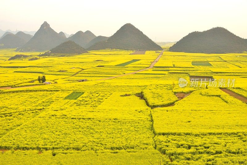 美丽的田野，在云南省，中国