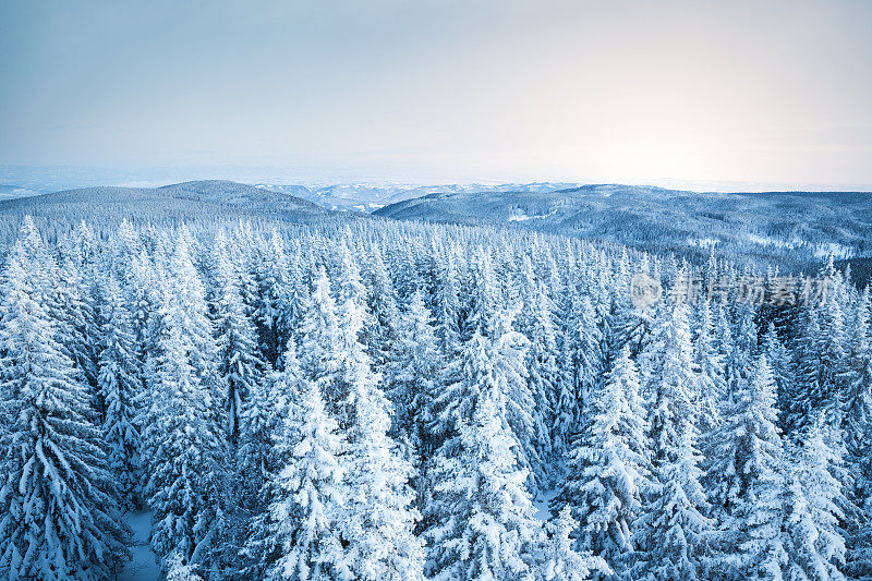 白雪覆盖的松林