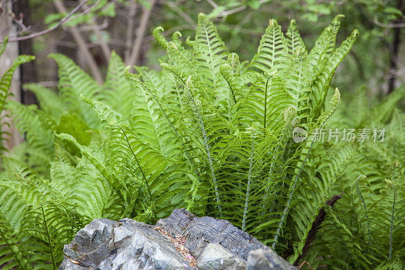 蕨类植物和岩石