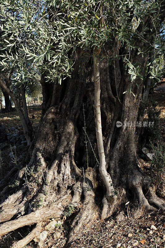 古老的橄榄树