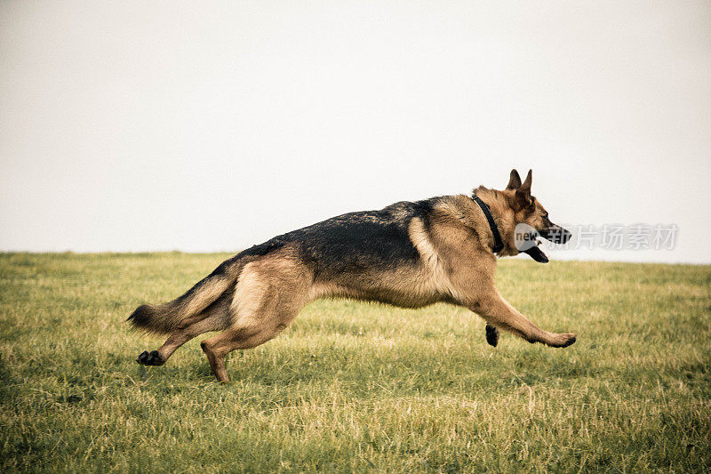 德国牧羊犬动作射击