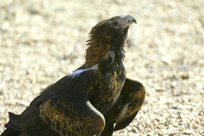 楔形尾鹰，北领地，澳大利亚