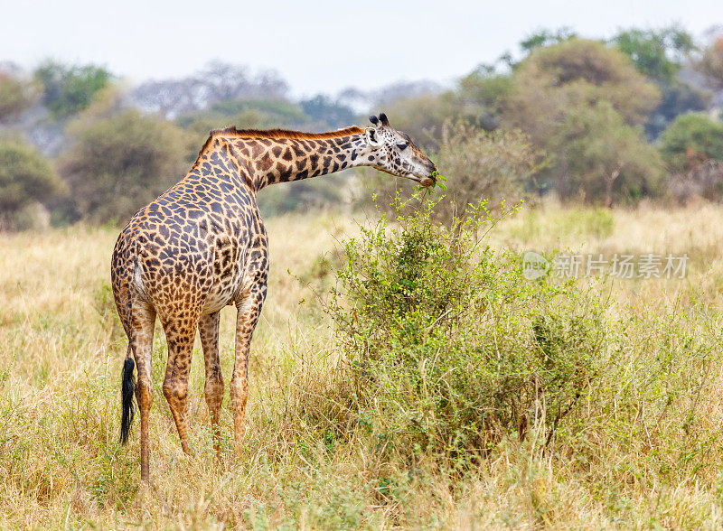 坦桑尼亚国家公园里的长颈鹿