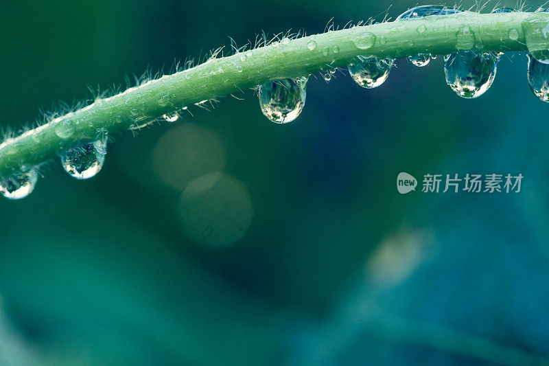 依附在绿色植物茎上的雨滴-自然背景