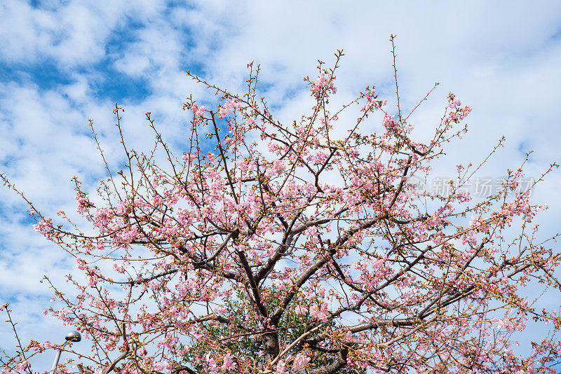 樱花樱花